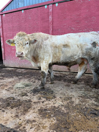 Purebred registered charlois bull 