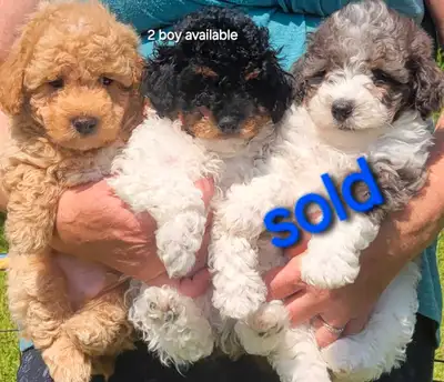 ❤️3 purebred Toy Poodles❤️, View more