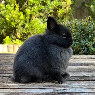 looking for male Neatherland Dwarf, View more