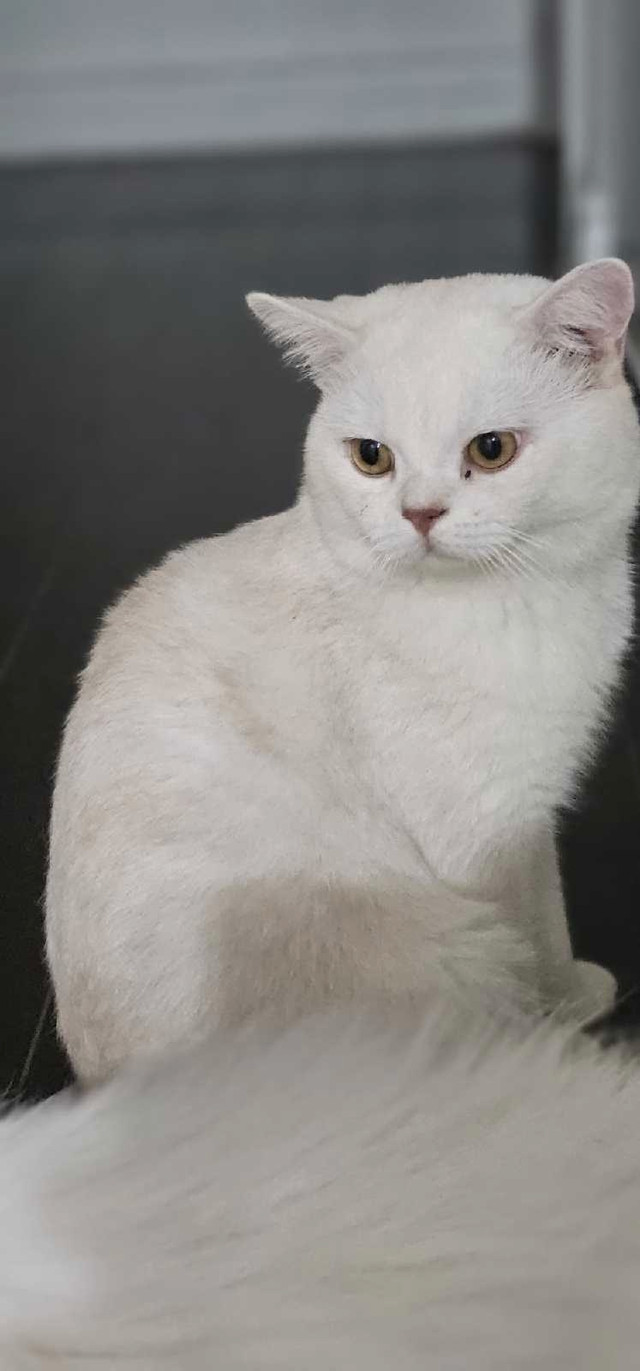 British shorthair cat in Cats & Kittens for Rehoming in Cambridge - Image 2