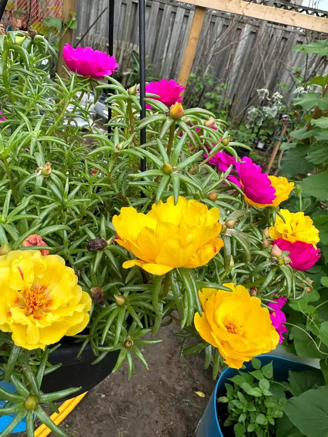 Multiple color Moss Rose  in the large hanging basket- it is ea in Plants, Fertilizer & Soil in Hamilton - Image 5