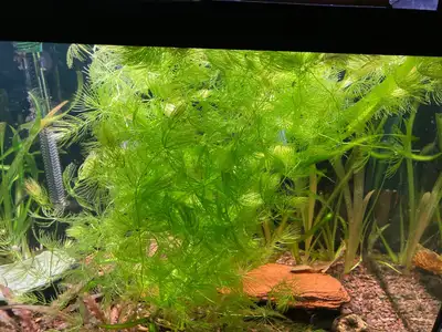 Plante aquarium Ceratophyllum demersum (Hornswort), View more