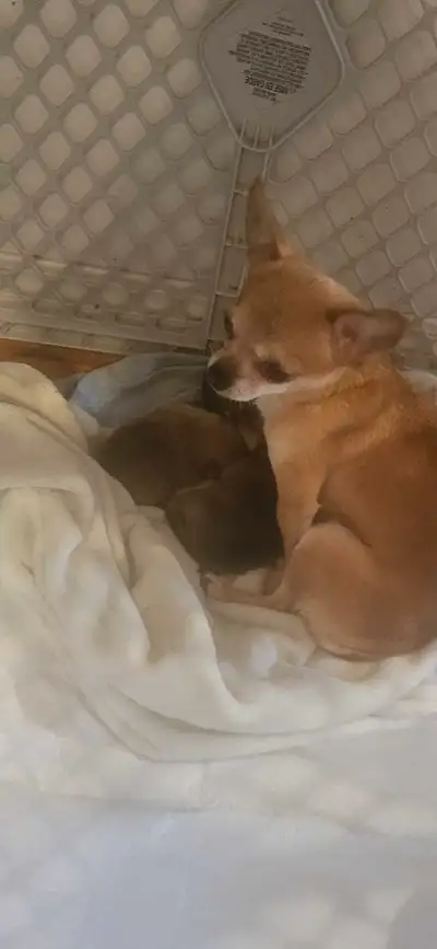 I have 3 pom chi pups ready for their forever families july 23 .....2 females 1 male .....they will...