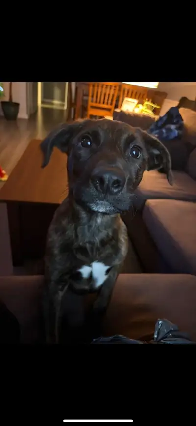 Boxer mix male puppy Born December 2025. Comes with a large crate (has a divider), food/water dishes...