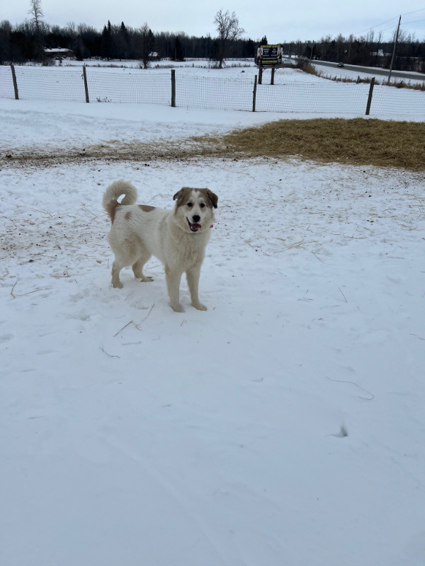 Young PYR in Dogs & Puppies for Rehoming in Ottawa