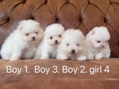Tiny toy / Toy size Pomeranian puppies , View more
