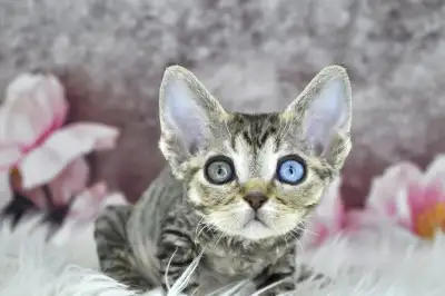 We don’t monitor our Kijiji inbox. If you’re interested in one of our kittens, please reach out to u...