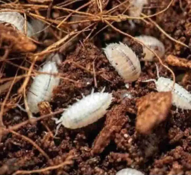 Dwarf white isopods in Reptiles & Amphibians for Rehoming in Guelph - Image 2