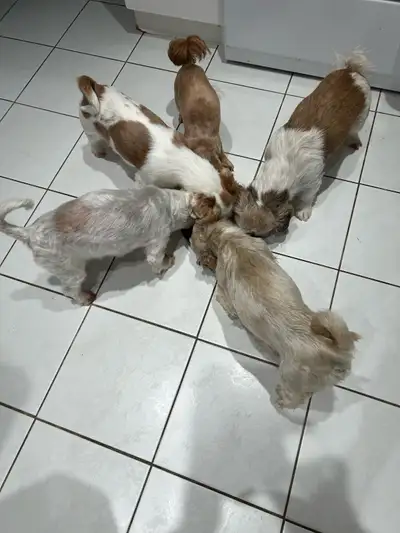 portées de shih tzu a venir, View more