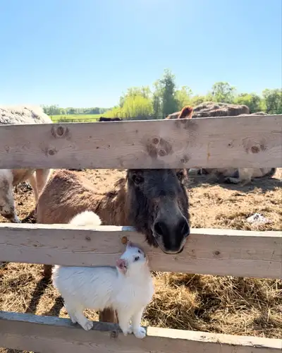 Meet Jack! He is about 4 years old. He is the sweetest little mini donkey you will ever meet. Loves...