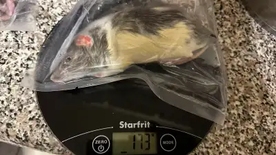 frozen Rat, View more