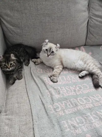 Bonjour je vend mes deux chaton pure race j’ai un mâle blanc et la femelle est tigre il son très gen...