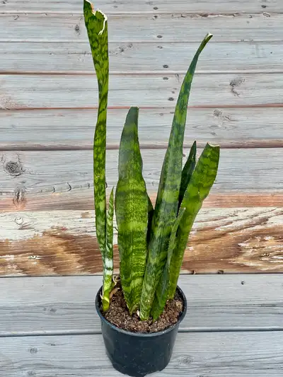 Healthy and low maintenance plants
