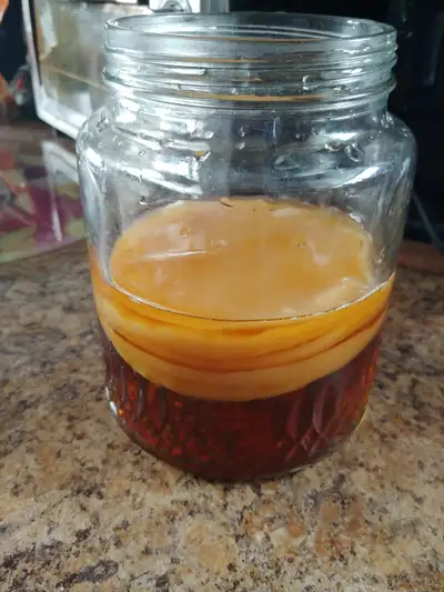 Kombucha scoby with small amount of starter tea available. Free