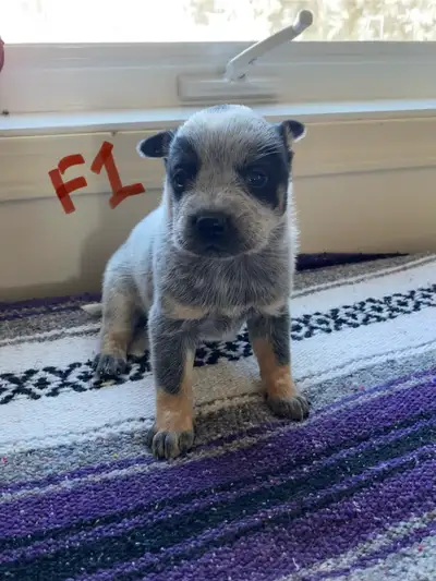 Australian Cattle Dog aka Blue Heeler Puppies, View more