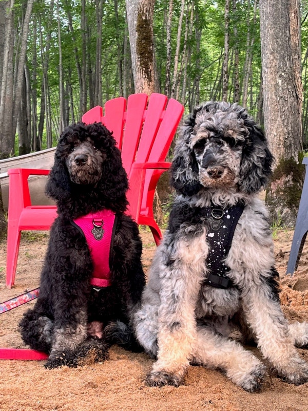 Standard Poodle Puppies 1 Phantom Female & 1 Merle Male Dogs