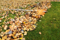 Leaf raking and lawn mowing trimming service in St Albert