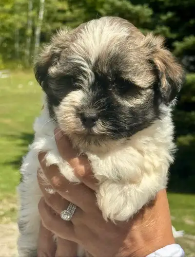 Pure Bred Havanese Puppy Available, View more