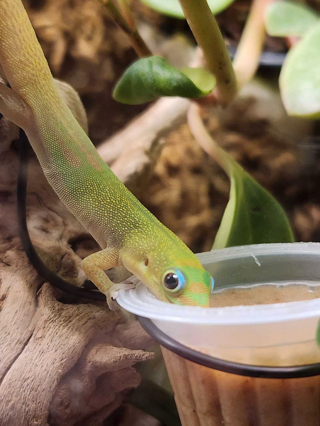 Gecko poussière d'or  dans Reptiles et amphibiens à adopter  à Saint-Hyacinthe - Image 2
