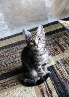 Kitten looking for home. Very nice and friendly cat. 8 months Recently vaccinated at vet and perfect...