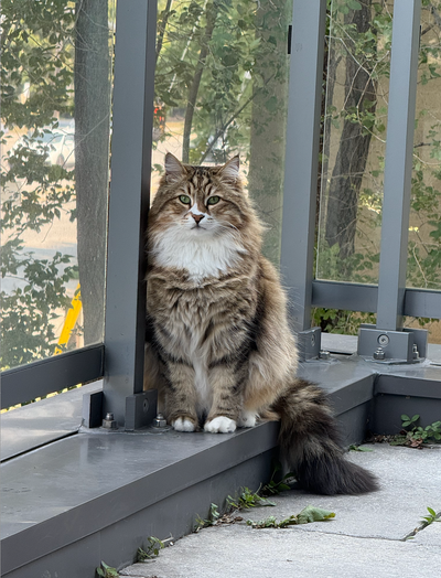 Looking for a Loving Forever Home ❤️, View more