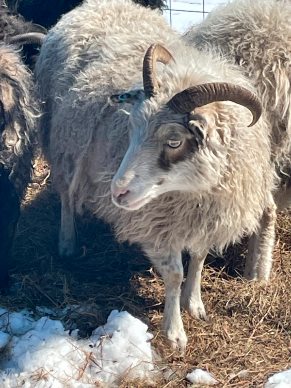 Icelandic Sheep - 9 Ewes in Livestock in Saskatoon