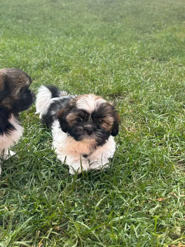 Shih Tzu puppies in Dogs & Puppies for Rehoming in Markham / York Region - Image 6