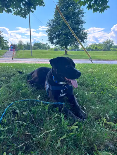 Kane , my sweet boy , up for adoption!, View more