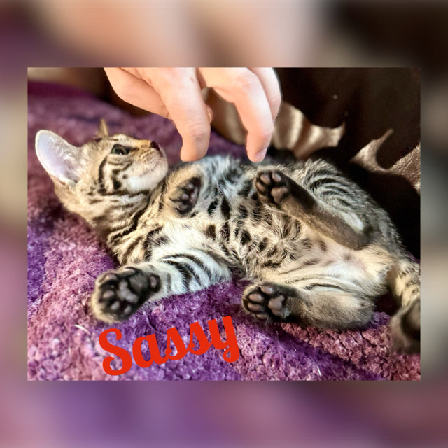 TICA Registered Bengal kittens in Cats & Kittens for Rehoming in Calgary - Image 2