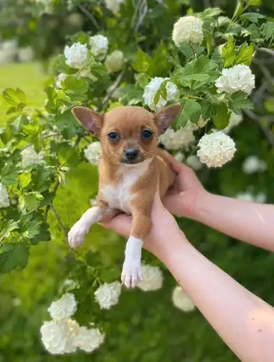Chihuahua male puppy, View more