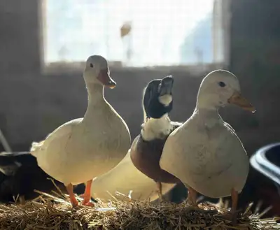Call Duck. Drakes. , View more