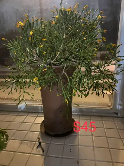 succulents for sale, View more