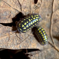 Armadillidium Gestroi “Yellow Spotted” Isopods Victoria British Columbia Preview