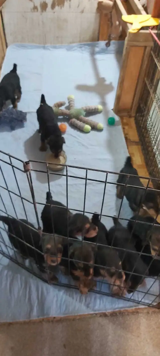 Airedale Terrier Puppies CKC Reg'd in Dogs & Puppies for Rehoming in Sudbury - Image 11