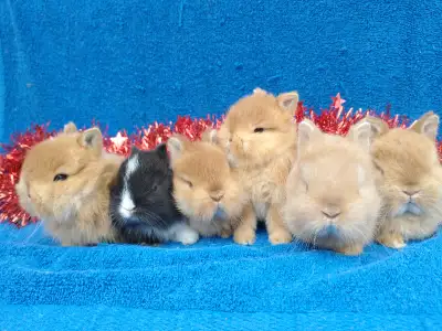 EXTRAORDINARY NETHERLAND DWARF & LIONHEAD BABY BUNNY RABBITS, View more