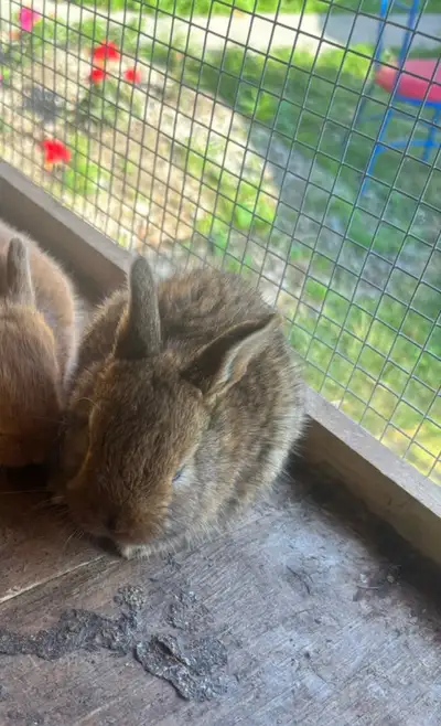 bunnies for rehoming, View more