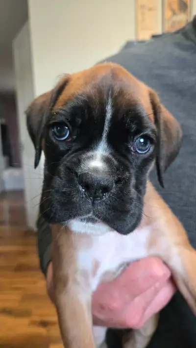 CKC Registered European Boxer Puppies - Females & 1 male, View more