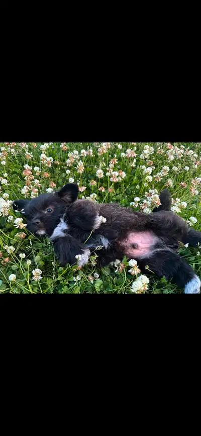 Adorable puppies, View more