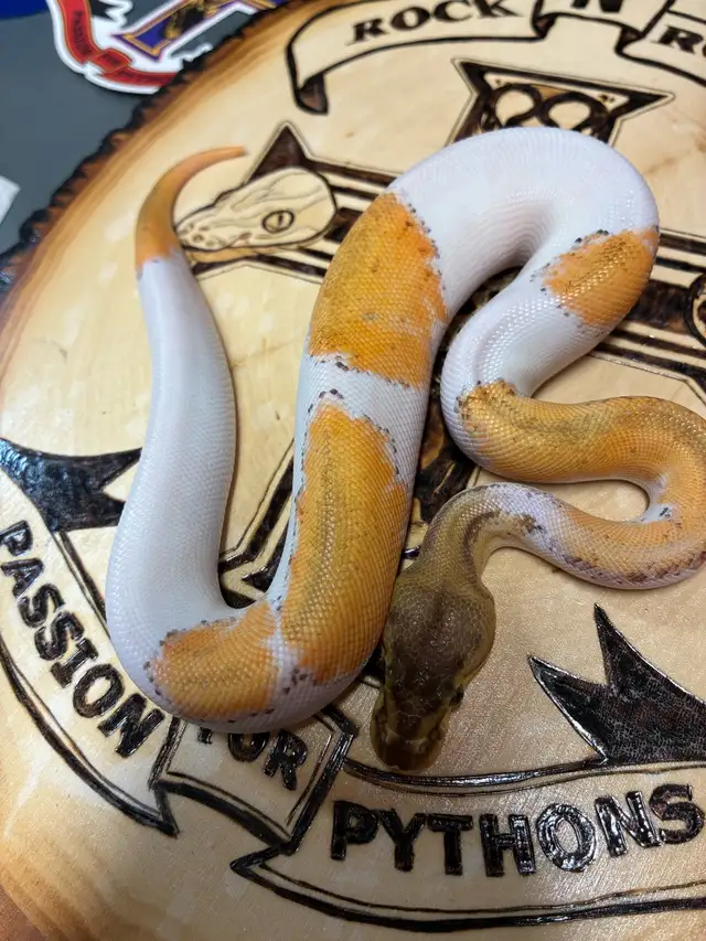 super orange dream pas pin Pied in Reptiles & Amphibians for Rehoming in Saint John - Image 2