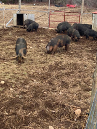 Hogs for sale