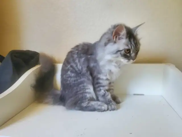Siberian junior kitten