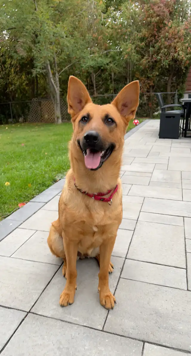 Looking For A Amazing Home For Ellie in Dogs & Puppies for Rehoming in Mississauga / Peel Region - Image 4