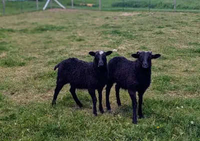 Twin Icelandic X sheep. Ram and Ewe. The ram has horns (one horn got broken when he was smaller but...
