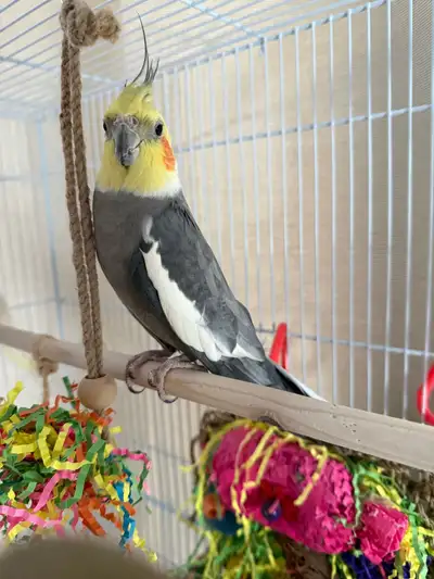 Downsizing Bonded Pair of Cockatiels TRADE for Male  Zebra Finch, View more