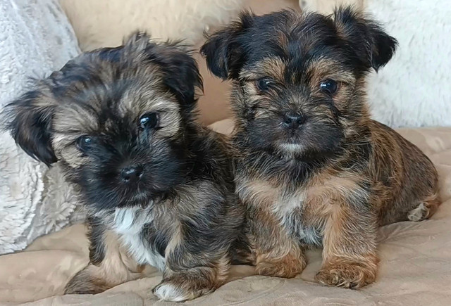 * 2 Left! * High Quality TINY Yorkie X Shih Tzu Puppies! in Dogs & Puppies for Rehoming in Hamilton - Image 4