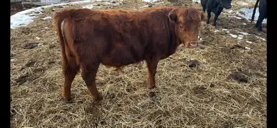 13 month old Dexter /angus bull, View more
