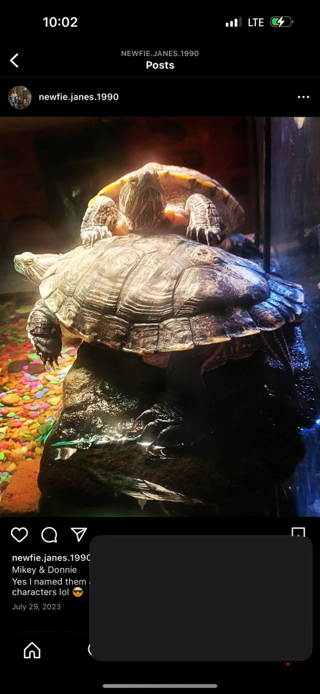 2 Turtles For Rehome With Setup!!  in Reptiles & Amphibians for Rehoming in Oshawa / Durham Region