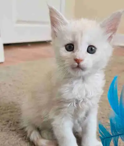 Mainecoon kittens, View more