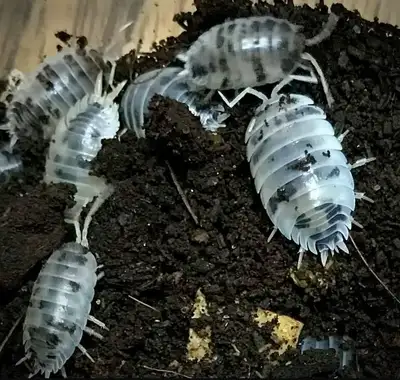 Dairy Cow Isopods, View more
