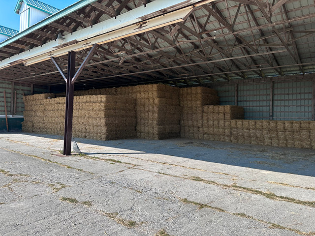 Straw - small square bales of wheat straw in Livestock in North Bay
